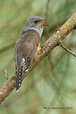 Plaintive Cuckoo