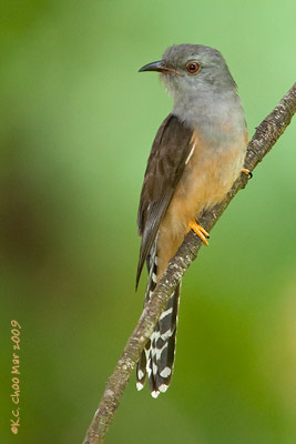 Plaintive Cuckoo