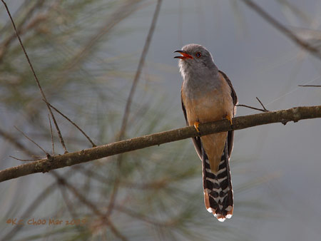 Plaintive Cuckoo