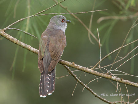 Plaintive Cuckoo