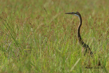 Purple Heron