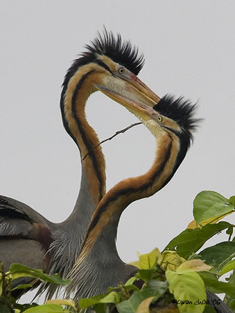 Purple Heron
