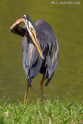 Purple Heron