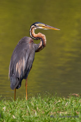 Purple Heron
