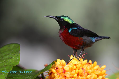 Purple-throated Sunbird