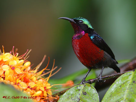 Purple-throated Sunbird