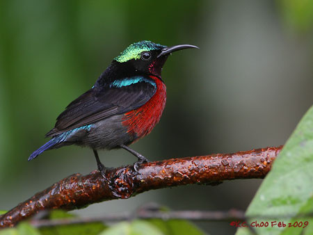 Purple-throated Sunbird