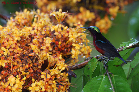 Purple-throated Sunbird