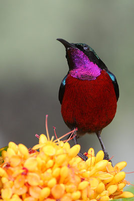 Purple-throated Sunbird
