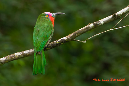 Red-bearded Bee-eater