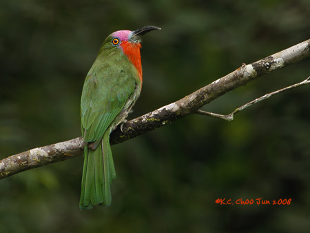 Red-bearded Bee-eater