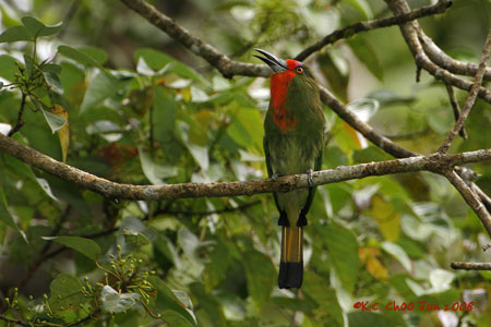 Red-bearded Bee-eater