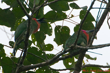 Red-bearded Bee-eater