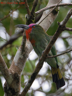 Red-bearded Bee-eater