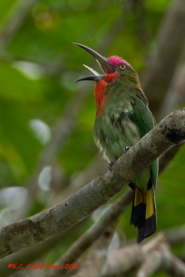 Red-bearded Bee-eater
