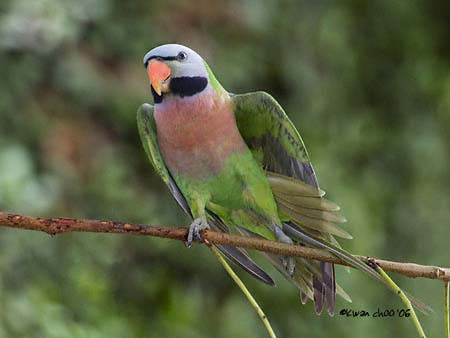 Red-breasted Parakeet