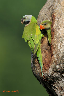 Red-breasted Parakeet