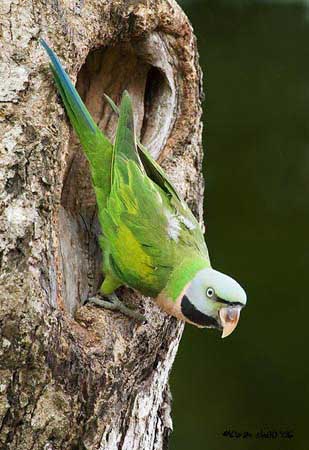 Red-breasted Parakeet
