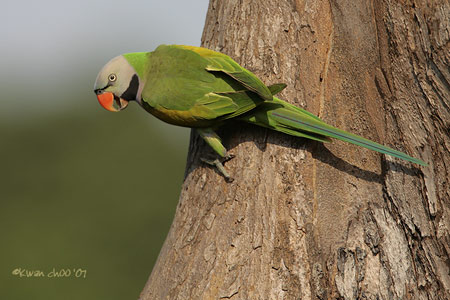 Red-breasted Parakeet