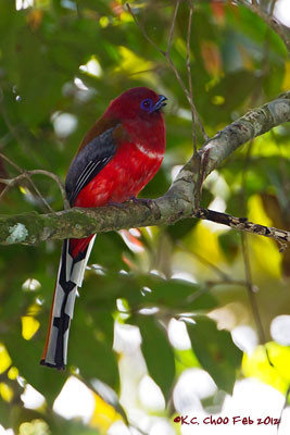 Red-headed Trogon