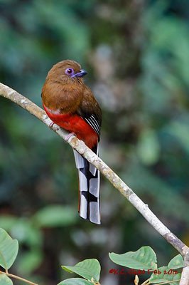Red-headed Trogon