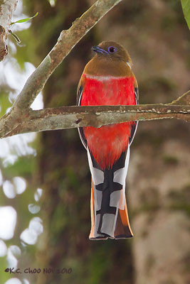 Red-headed Trogon