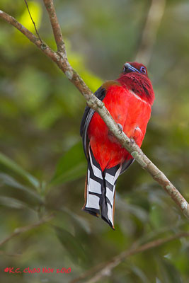 Red-headed Trogon