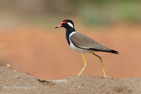 Red-wattled Lapwing