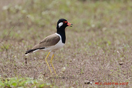 Red-wattled Lapwing