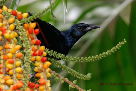 Red-winged Starling