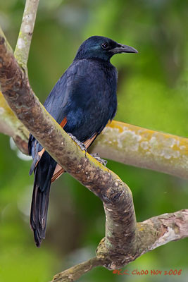 Red-winged Starling