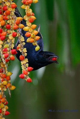 Red-winged Starling