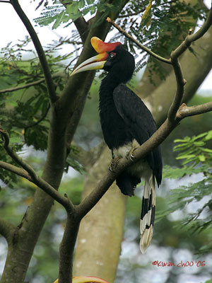 Rhinoceros Hornbill