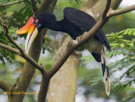 Rhinoceros Hornbill