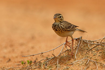 Richard's Pipit