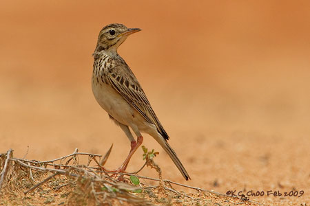 Richard's Pipit