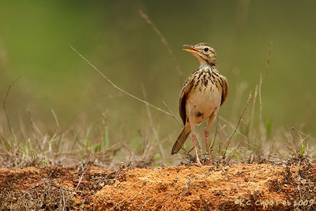 Richard's Pipit