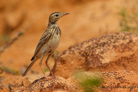 Richard's Pipit