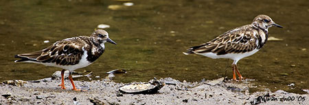 Ruddy Turnstone