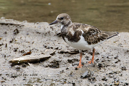Ruddy Turnstone