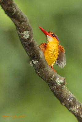 Rufous-backed Kingfisher