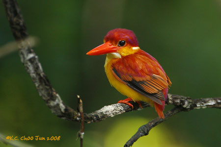 Rufous-backed Kingfisher