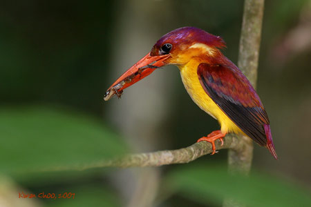 Rufous-backed Kingfisher