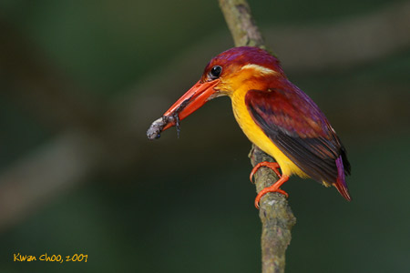 Rufous-backed Kingfisher