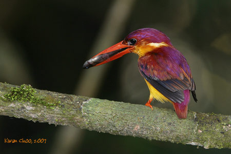 Rufous-backed Kingfisher