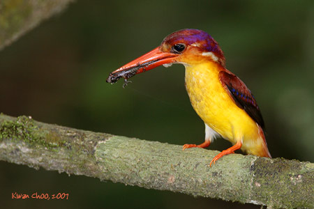 Rufous-backed Kingfisher