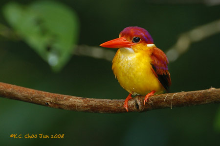 Rufous-backed Kingfisher
