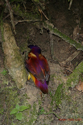 Rufous-backed Kingfisher