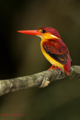 Rufous-backed Kingfisher