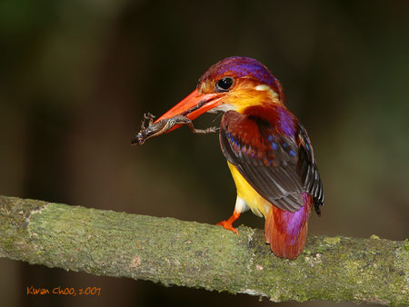 Rufous-backed Kingfisher